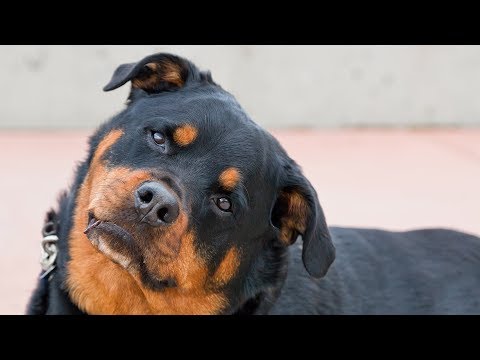 Sounds That Will Make Your Dog Tilt Their Head (100% GUARANTEED!)