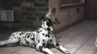 Talking Dogs