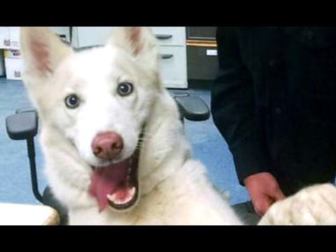 Talking Dogs – A Funny Talking Dog Videos Compilation 2016