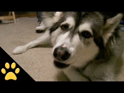 Talking Dogs: Compilation