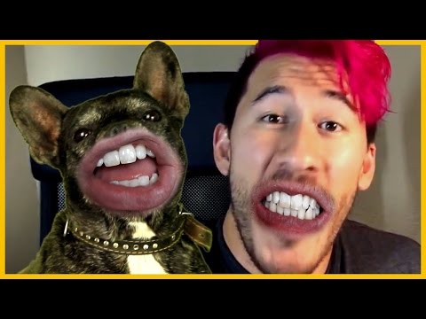 Talking Dogs Inspired By Markiplier MEOW