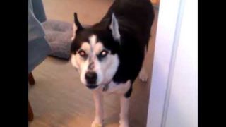 These dogs made the weirdest sounds ever, Funny Video