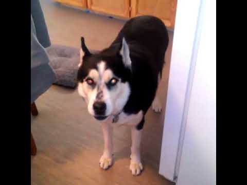 These dogs made the weirdest sounds ever, Funny Video