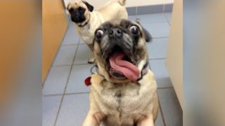 These INSANE DOG SCREAMS will make you LAUGH HARD – Funny DOG compilation