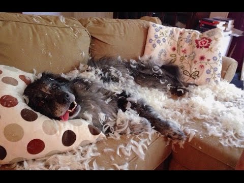Top 10 Funny Guilty Dogs Compilation