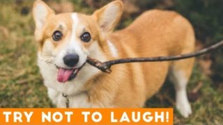 Try Not To Laugh Funniest DOG Compilation 2019 | Funny Pet Videos