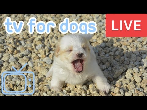 TV for Dogs! Chill Your Dog Out with this 24/7 TV and Music Playlist!