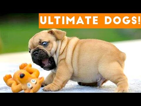 Ultimate FUNNY DOGS & CUTE PUPPIES of 2018 | Try Not to Laugh Animals & Pets Compilation April