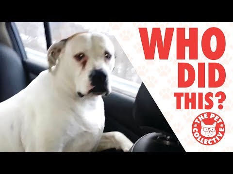 Who Did That?! | Guilty Dogs Video Compilation 2017