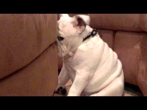 YOU'LL LAUGH ALL DAY LONG – Ultimate FUNNY and CUTE GUILTY DOGS